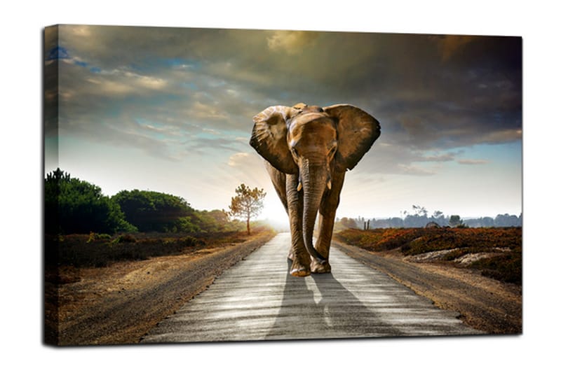 Bilde Canvas Elephant - 75x100 - Innredning - Bilder & kunst