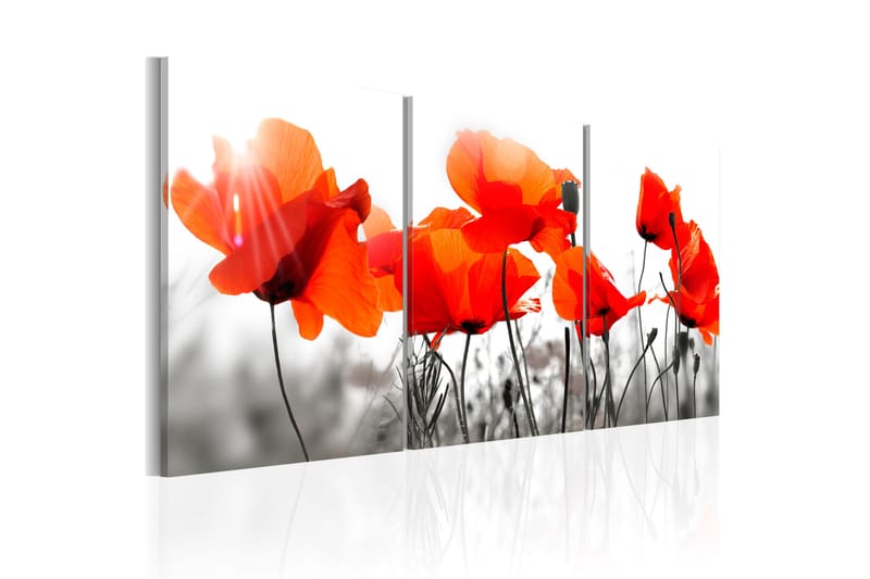 Bilde Charming Poppies 120x60 - Artgeist sp. z o. o. - Innredning - Bilder & kunst - Lerretsbilder