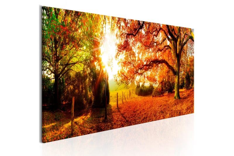 Bilde Magic Of Autumn 150x50 - Artgeist sp. z o. o. - Innredning - Bilder & kunst - Lerretsbilder