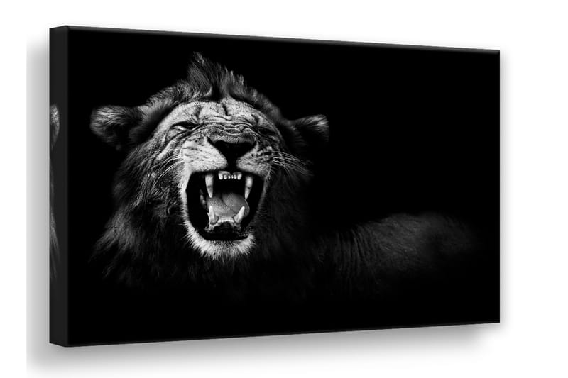 Canvas Lion Bilde - 75x100 - Innredning - Bilder & kunst - Lerretsbilder