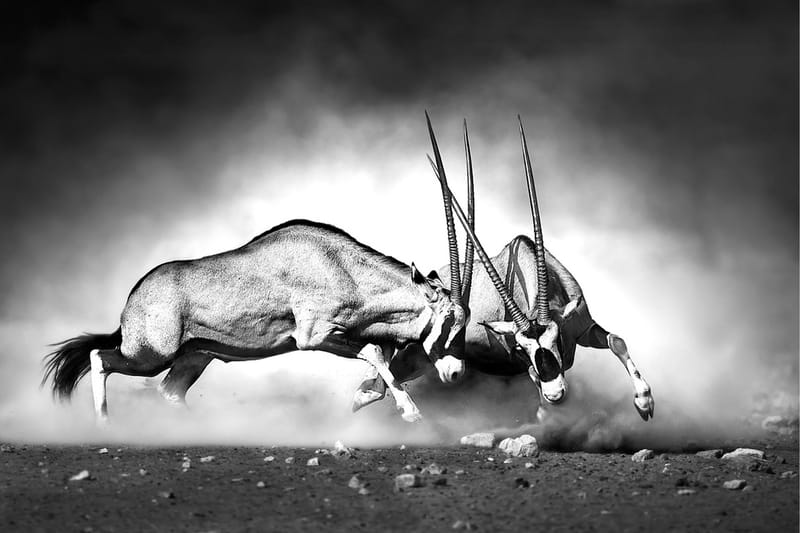 Kanvas Antelopes - 80x120 cm - Innredning - Bilder & kunst - Lerretsbilder