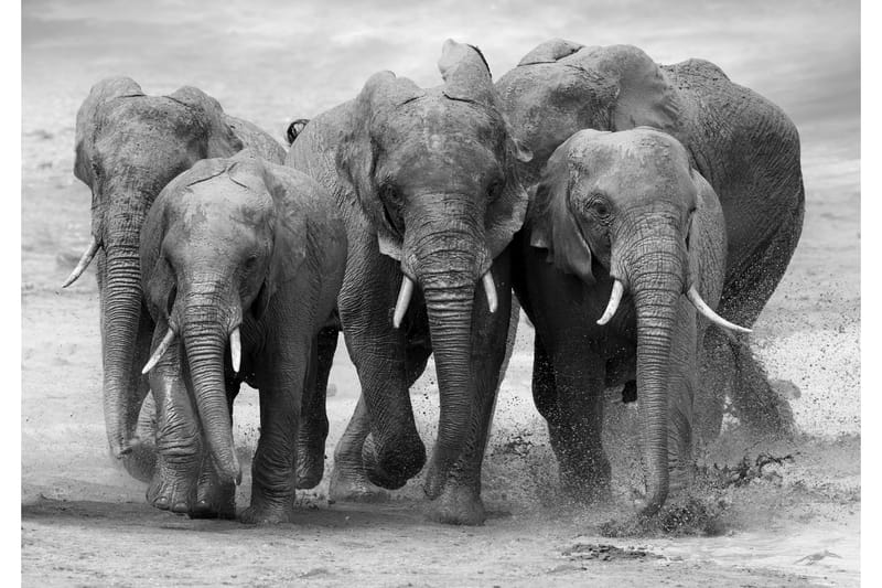 Kanvas Elephant - 70x100 cm - Innredning - Bilder & kunst - Lerretsbilder