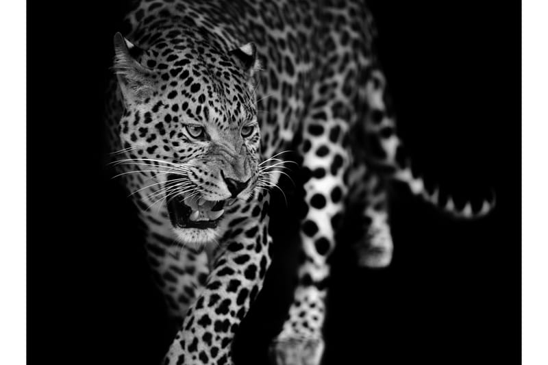 Kanvas Leopard - 70x100 cm - Innredning - Bilder & kunst - Lerretsbilder