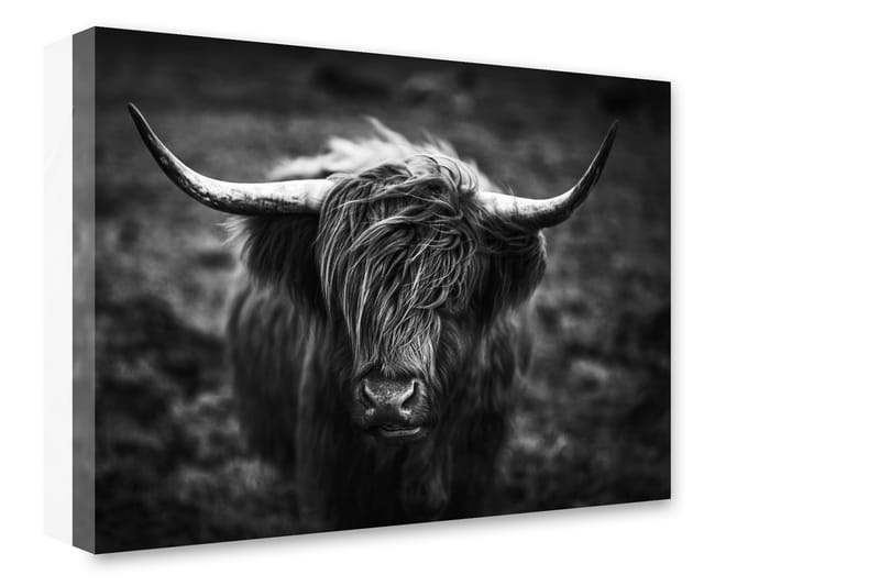 Tavle Highland Horns - 75x100 - Innredning - Bilder & kunst - Lerretsbilder