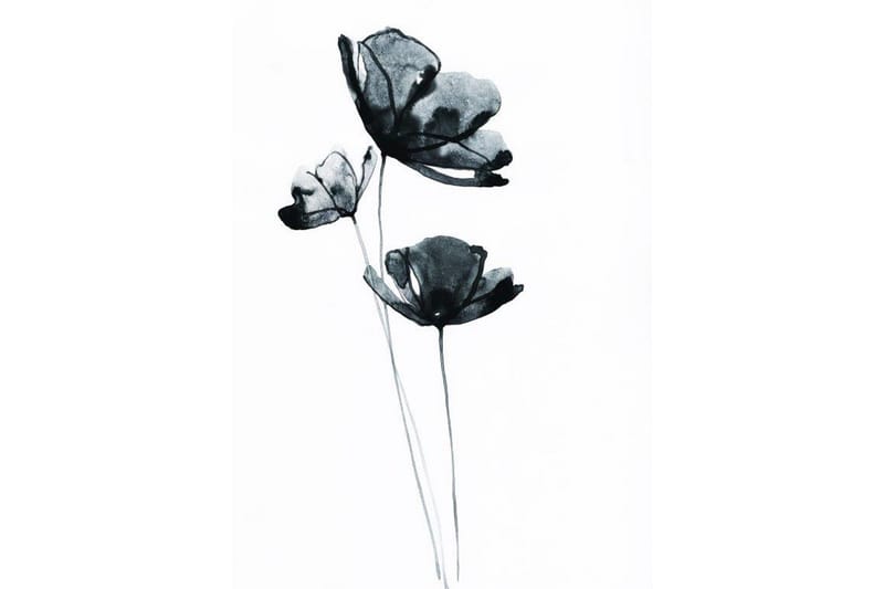 Black Flower Watercolour Painting Hvit - 50x70 cm - Innredning - Bilder & kunst - Posters