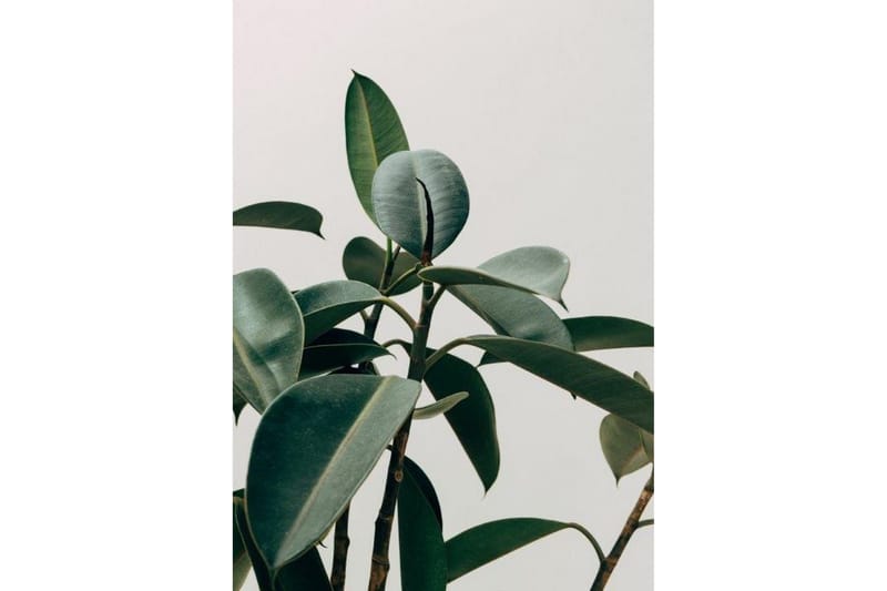 Green Plant Poster - 50x70 cm - Innredning - Bilder & kunst - Posters