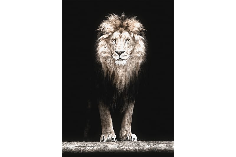 Majestic Lion In Black Foto Beige/Grå/Svart - 50x70 cm - Innredning - Bilder & kunst - Posters - Dyreplakater