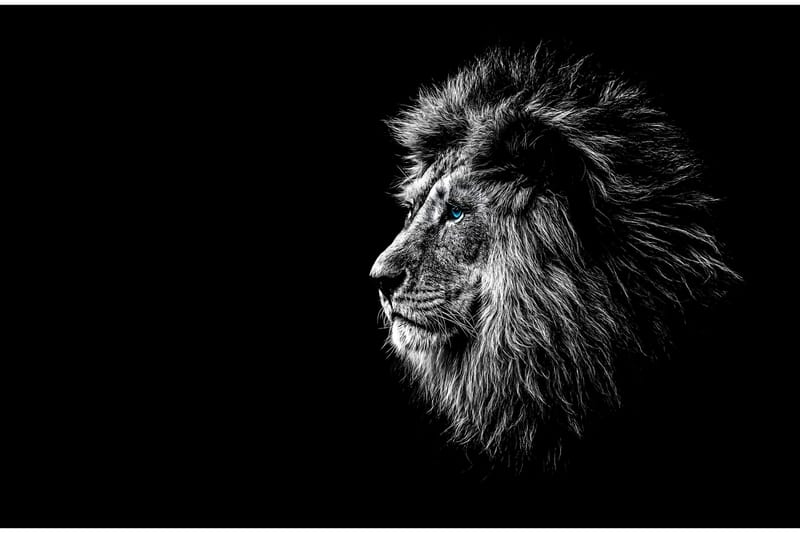 Majestic Lion With Piercing Blue Eyes Foto Svart/Grå 1 - 120x60 cm - Innredning - Bilder & kunst - Posters