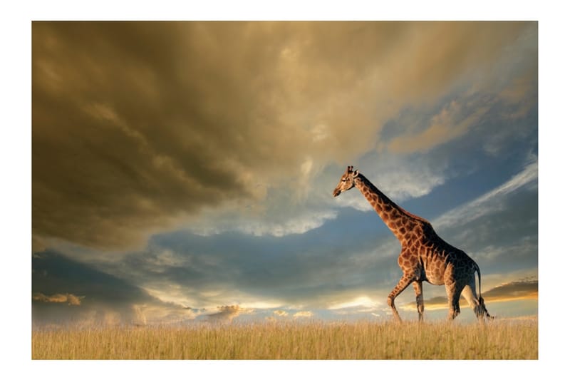 Akrylbilde Giraffe Glass - 80x120 cm - Innredning - Veggdekorasjon - Rammer - Ramme poster