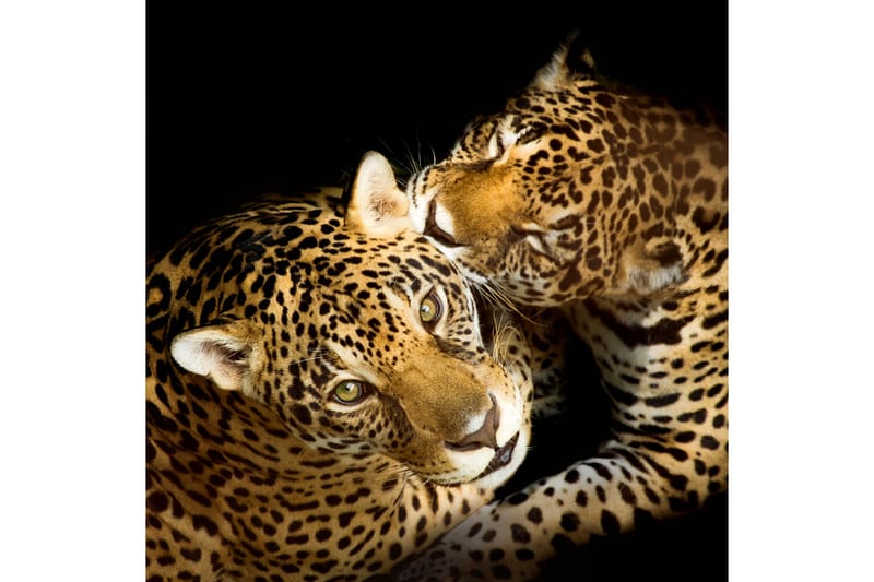 Bilde Leopards - 55x05 cm - Innredning - Bilder & kunst - Lerretsbilder