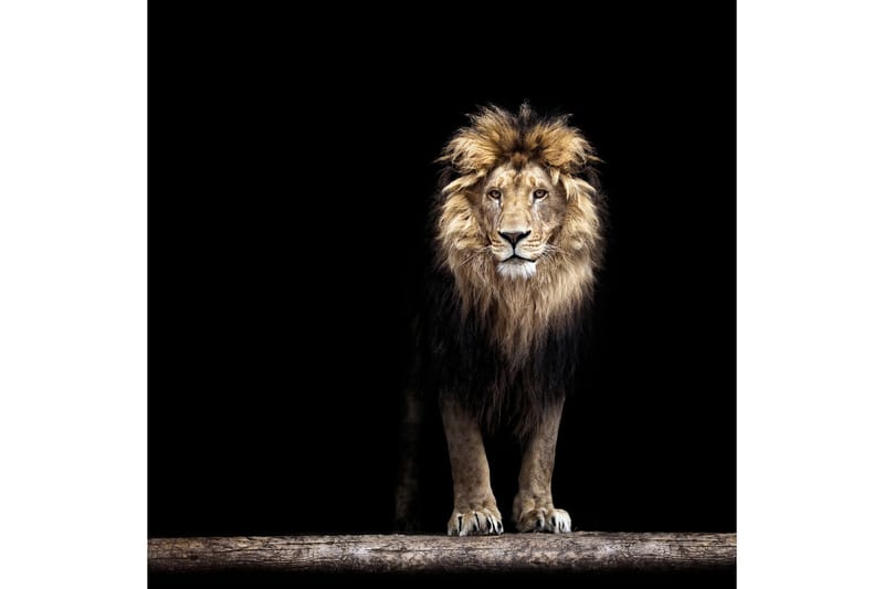 Bilde Lion - 50x50 cm - Innredning - Bilder & kunst