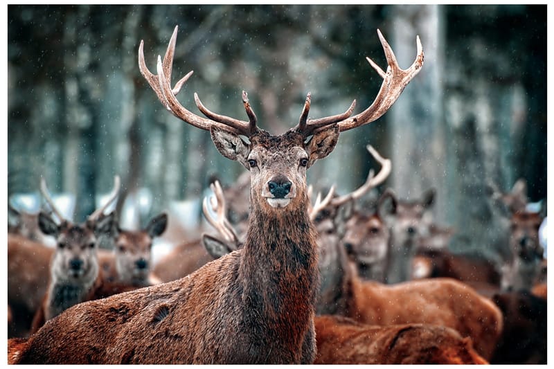 Bilde Oh Deer - 120x80 cm - Innredning - Bilder & kunst
