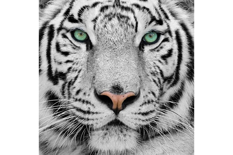 Bilde Tiger - 55x05 cm - Innredning - Bilder & kunst