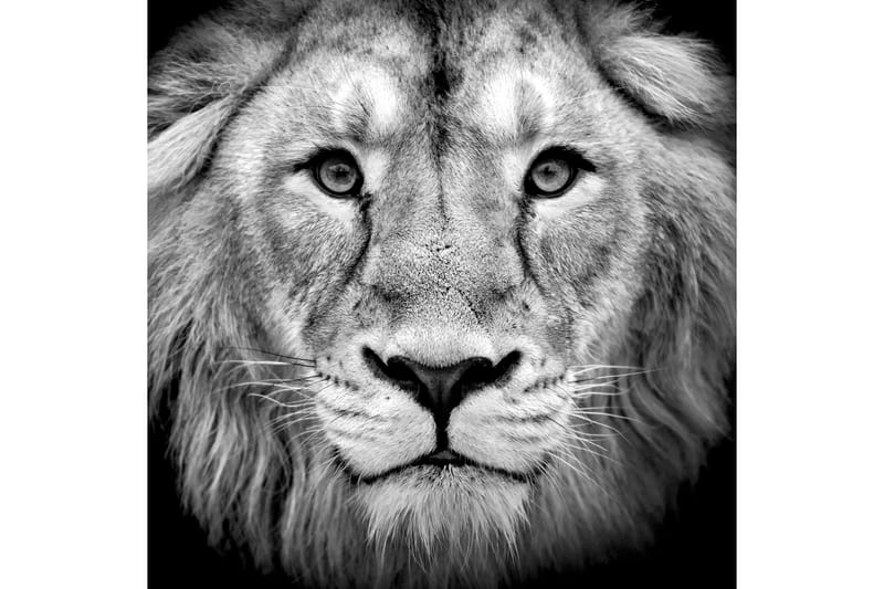 Bilde Asian Lion - Innredning - Veggdekorasjon - Bilder & kunst