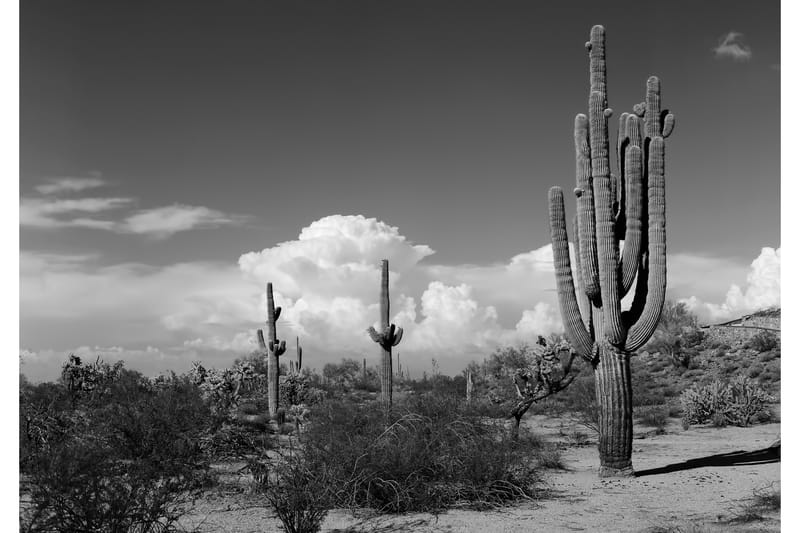 Kanvas Cactus - 70x100 cm - Innredning - Veggdekorasjon - Lerretsbilder