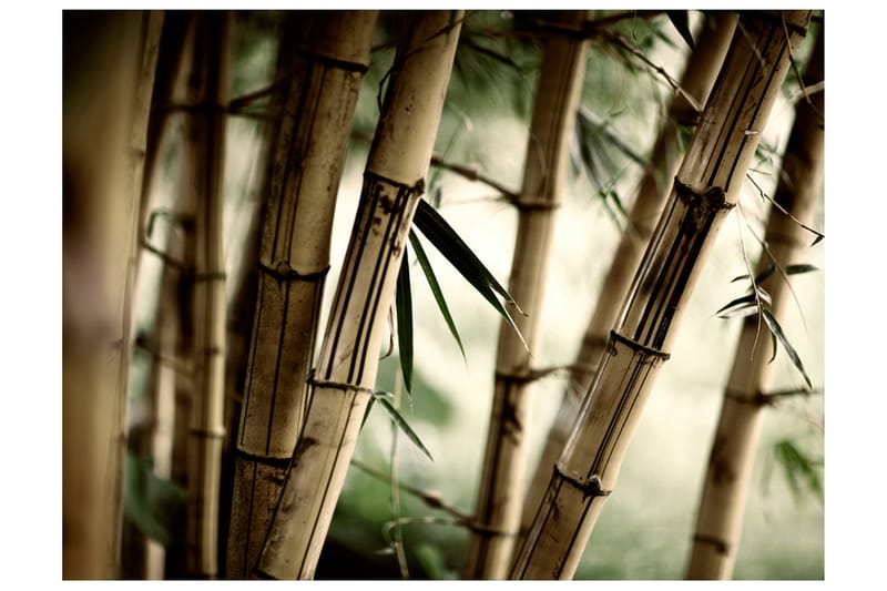Fototapet Fog And Bamboo Forest 300x231 - Artgeist sp. z o. o. - Innredning - Veggdekorasjon - Tapeter - Fototapeter