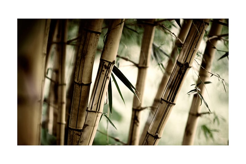 Fototapet Fog And Bamboo Forest 450x270 - Artgeist sp. z o. o. - Innredning - Veggdekorasjon - Tapeter - Fototapeter
