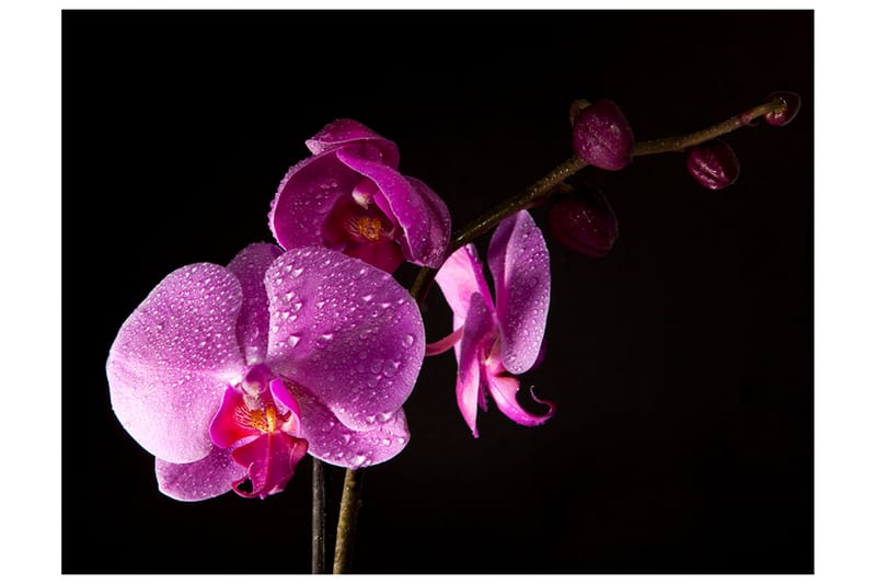 Fototapet Stylish Orchids 300x231 - Artgeist sp. z o. o. - Innredning - Veggdekorasjon - Tapeter - Fototapeter
