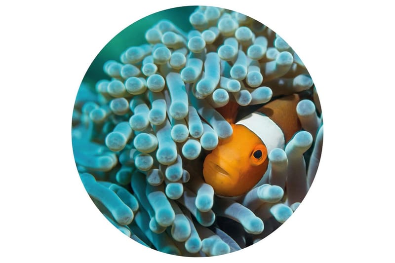 WallArt Tapetsirkel Nemo the Anemonefish 142,5 cm - Flerfarget - Innredning - Veggdekorasjon - Tapeter - Fototapeter